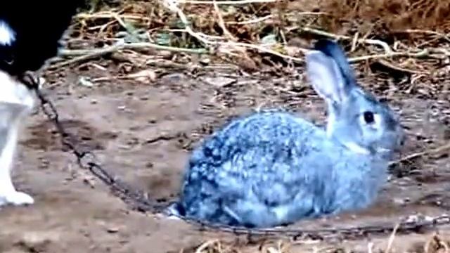 Кролик под надежной охраной!