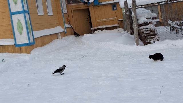 Дружба кошки и вороны