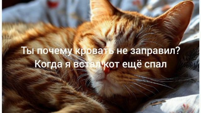 котик должен отдыхать