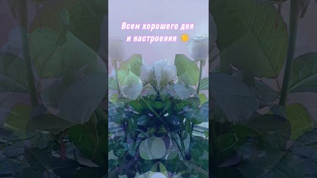 Хорошего дня и настроения ☀️