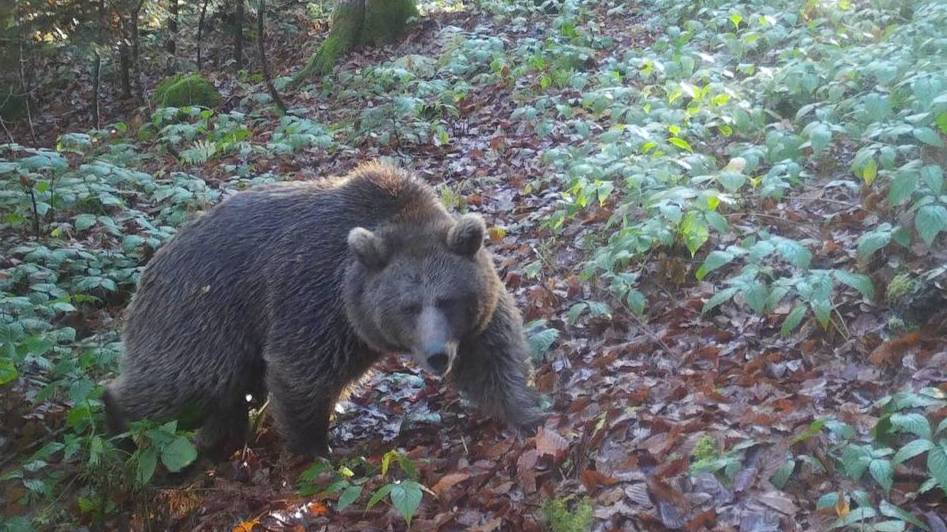 Медвежья услуга