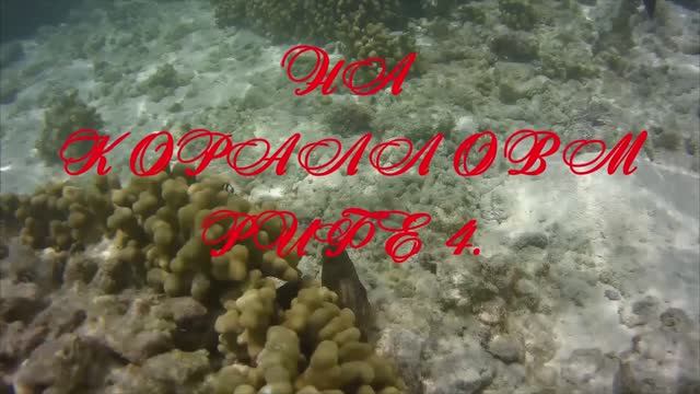 На коралловом рифе .4mp4
