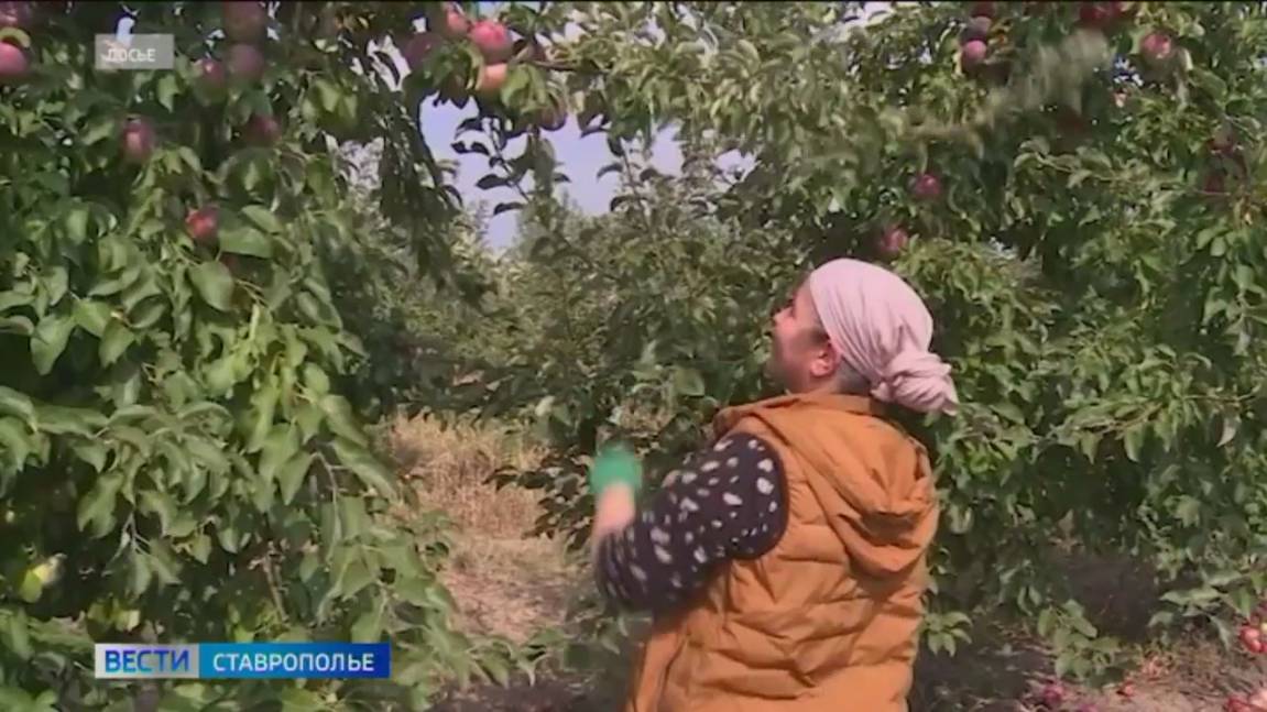На Ставрополье собрали 85 тысяч тонн яблок