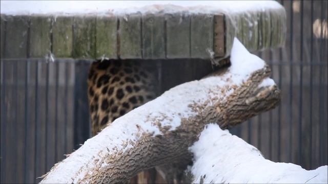 Малышка Хлоя забралась под гамак и наблюдает за всеми 14.12.2024