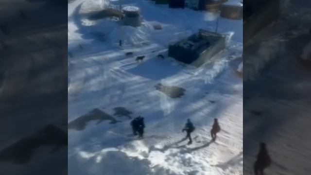 Школьники в Хабаровском крае отбились от стаи бездомных собак с помощью снежков.