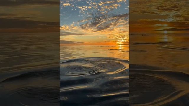 petal_20241216_093358.mp4