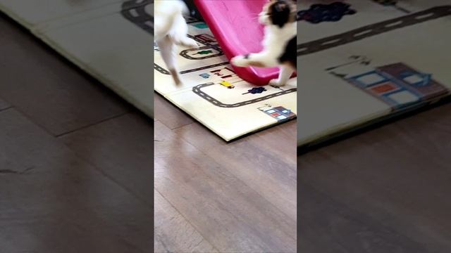 Вам меня не поймать. Забавные котята Мия и Лиза.