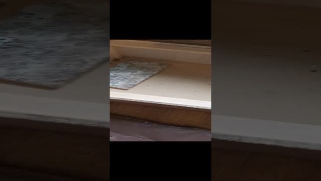 Где найти клопов