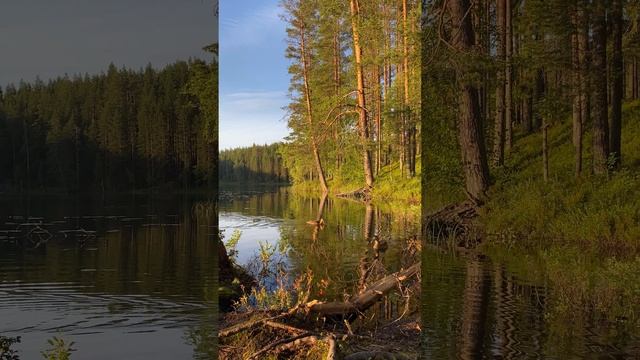 1 из 100 причин посетить Карелию! 
Голубая ламба. Пряжинский район.