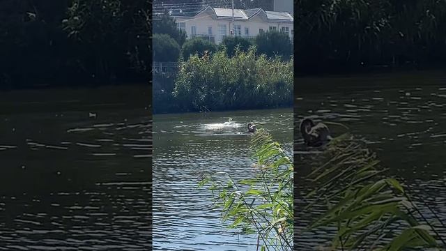 Лебедь учится купаться🦢🌊