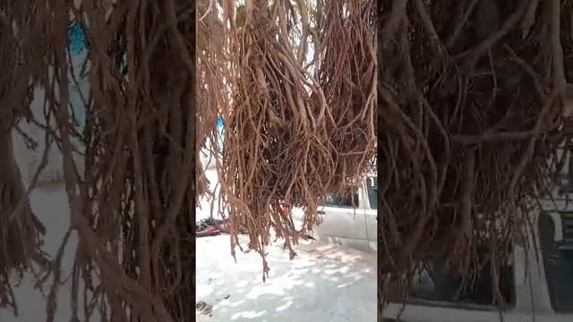plant morphology|root modification| NEET2022|
