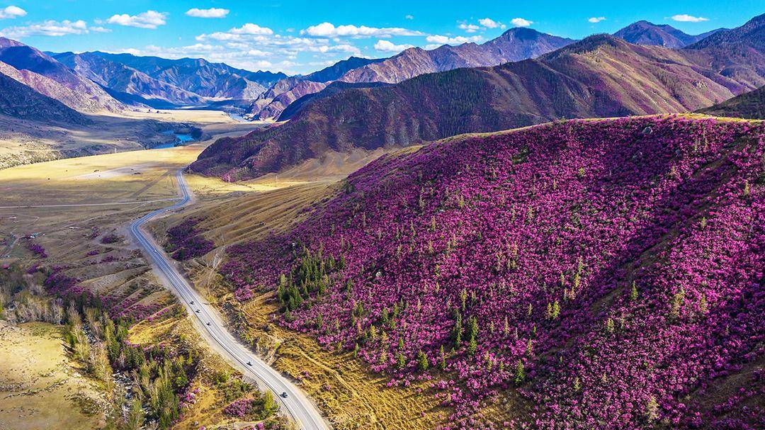 Весенние путешествия по Алтаю: Цветение маральника 🌸🏔️