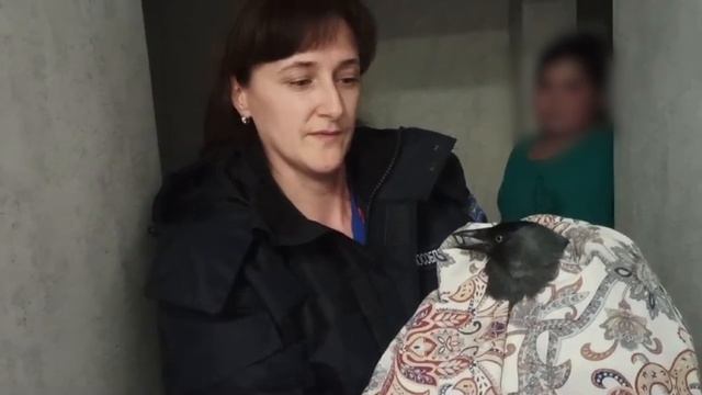 🐦⬛Галка залетела в вытяжку на кухню жительницы Подмосковья🐦⬛