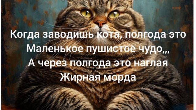 котик няшка