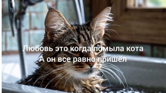 котик помылся