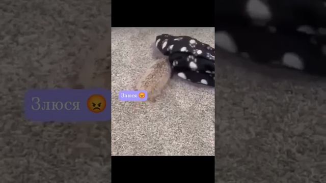 1000012993.mp4
