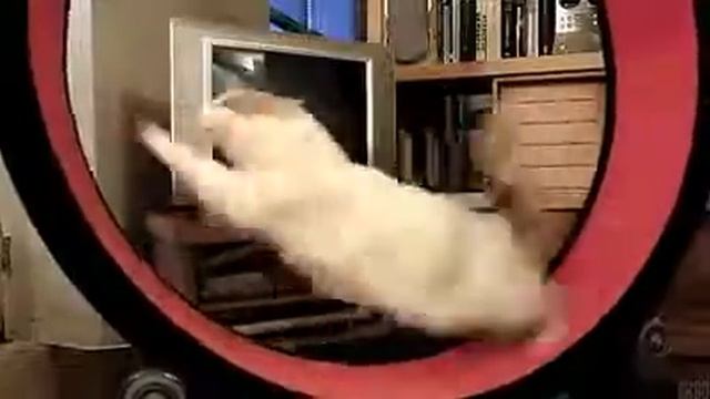 Run [Coub]