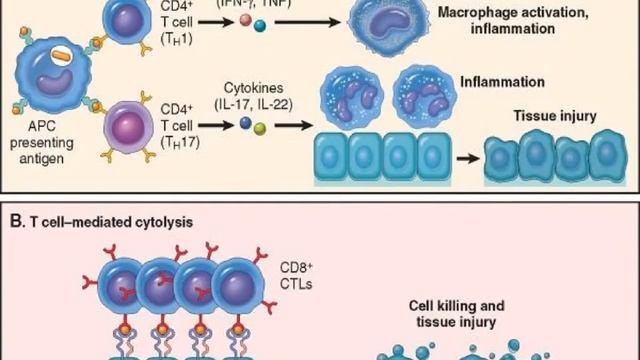 Immunity Robins pathology