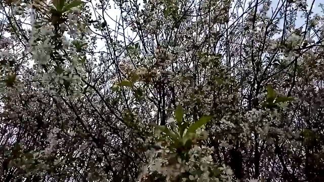 Цветущие вишни в саду.