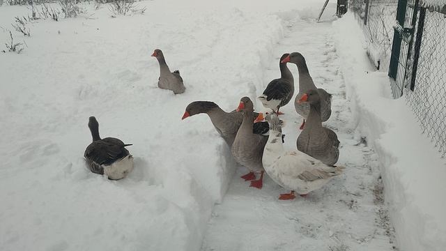 Гуси🪿проверяют уборку снега ❄ или снегопад гусям по-барабану☝🌧