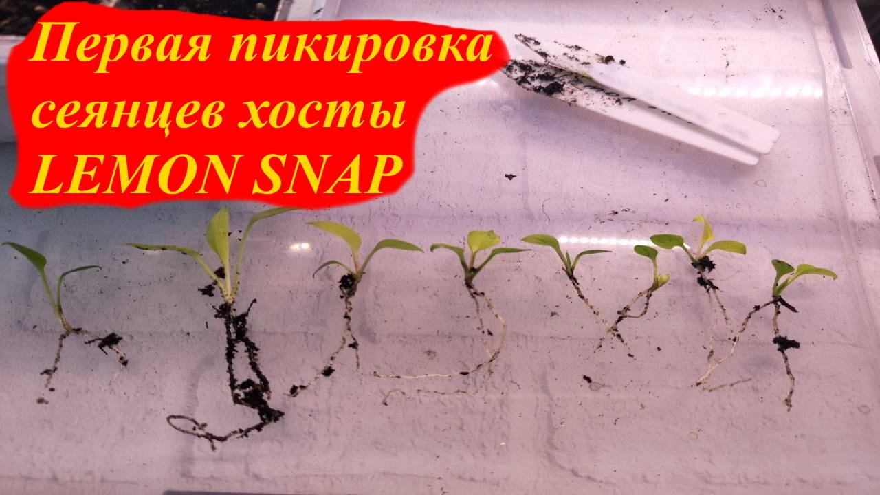 Первая пикировка LEMON SNAP