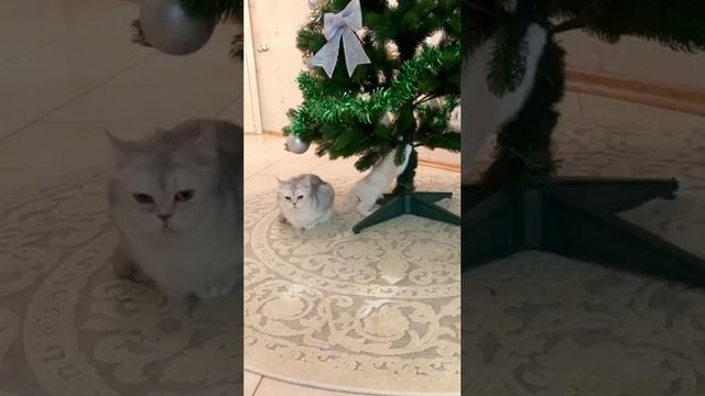 Кошка Кайли с детками котятами под Новогодней ёлочкой.