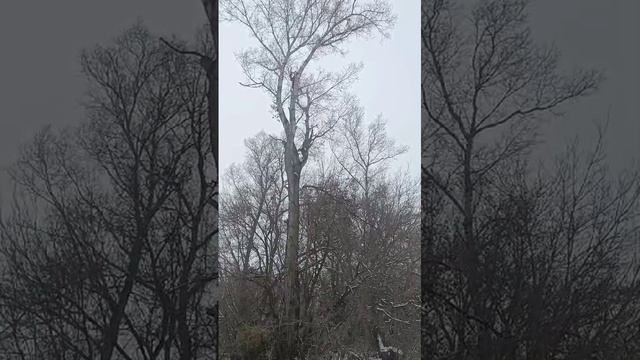 Самые большие деревья наши 😎🌲