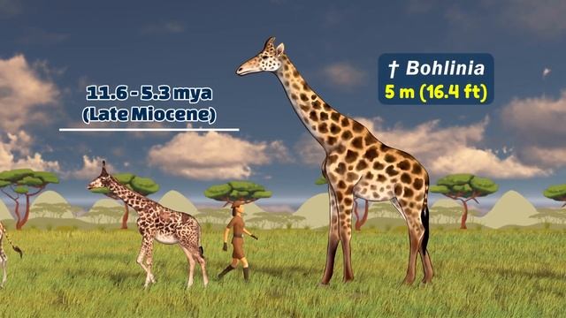 Giraffe Evolution | Giraffe Size Comparison: Living and Extinct | Prehistoric Giraffes