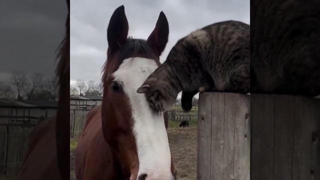 Лучшие друзья!!