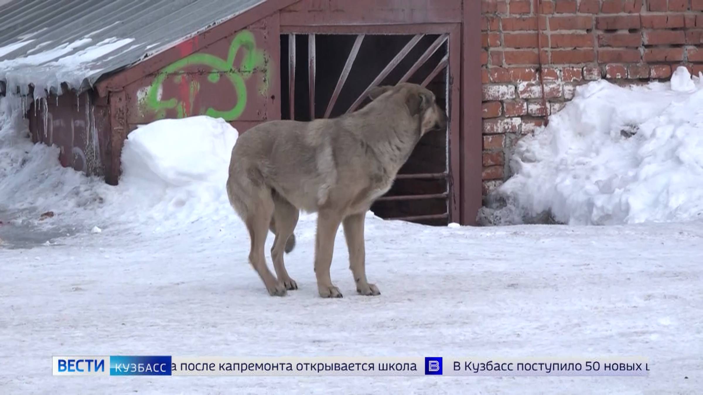 Не организовал отлов собак: предприниматель из Киселёвска получит два года колонии