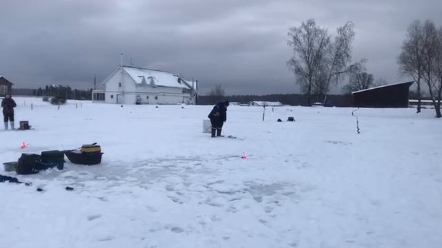 Форель в зачете