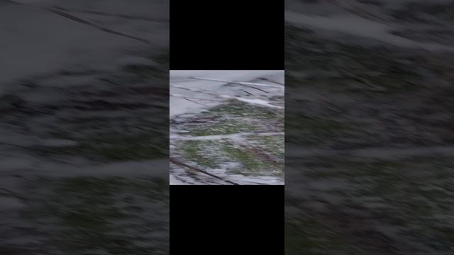 Межевой камень.Север Мшинского болота.Лен.обл. 15.12.2024