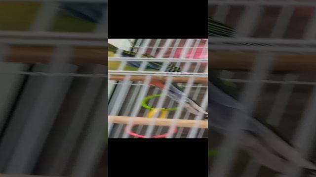 Попугай розелла ( кликуха Саня) и поющие хозяева 😀