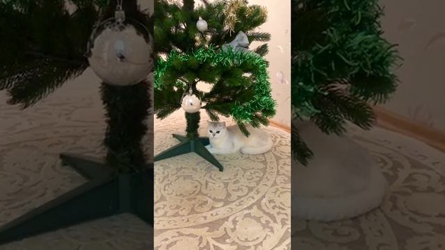Котята кошки Кайли и Новогодняя ёлка.