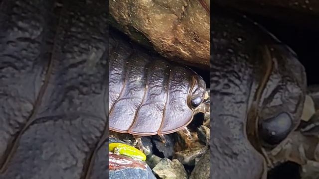 Of 1000s of species of isopods, the giant isopod is the largest #weird #crustacean #oceanlife