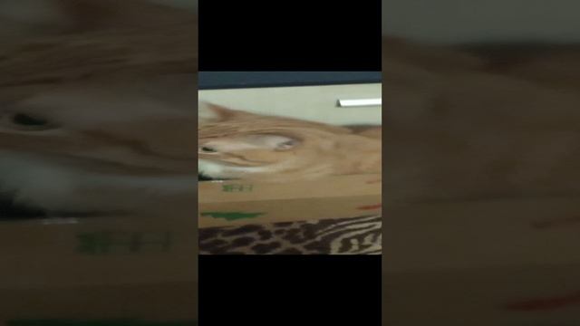 котик в коробке