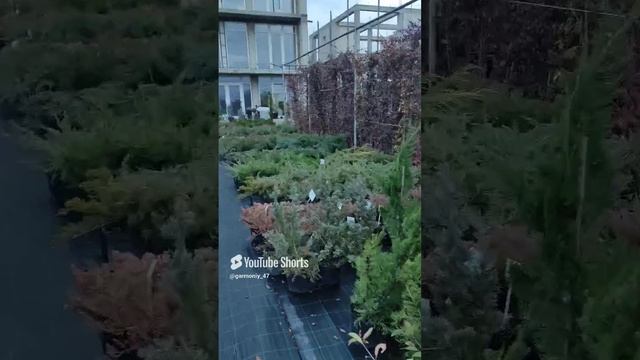 Растения который лучше не высаживать на небольшом участке. #дача #garden #сад