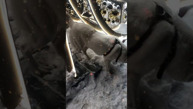 Подготовка к Новому году!