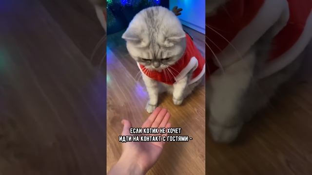 Как обезопасить котика в Новый год