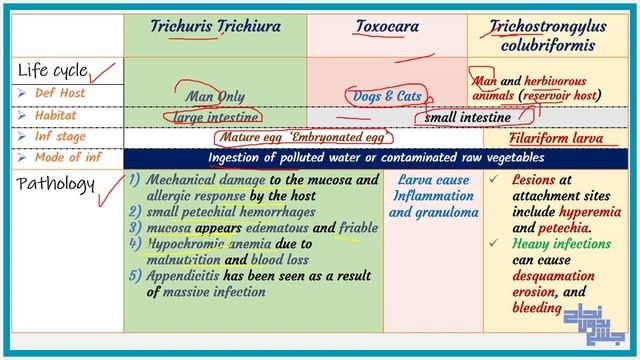 Trichuris trichuria & Toxocare & trychostrongylus colubriformis , Para , L 6 revision