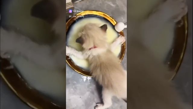 Greedy kitten
