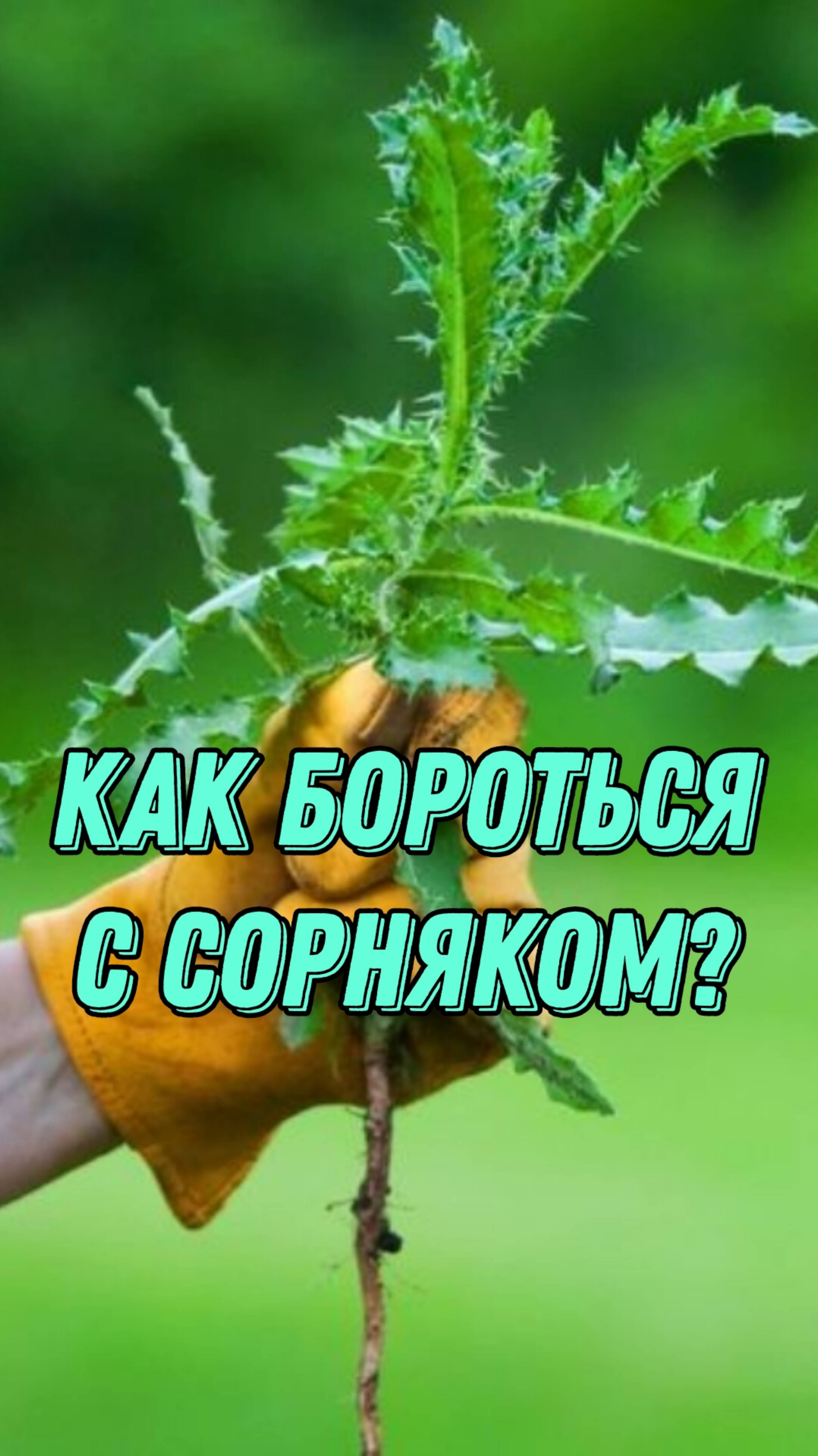 Как бороться с сорняком на малине? Борьба с сорняком на вашей плантации. Полное видео уже в YouTube