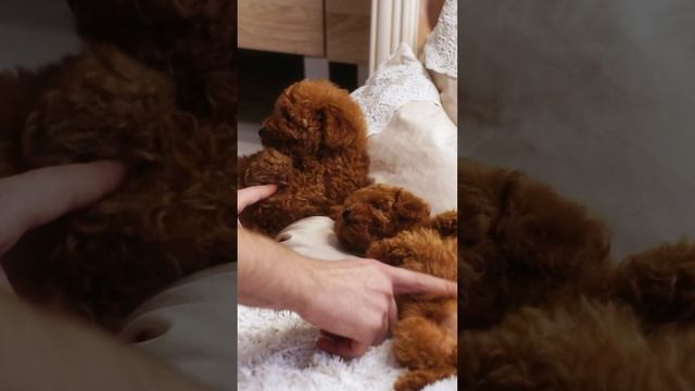 Милые щеночки 😍 Adeza kennel