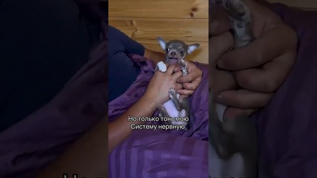 Услуги выгула домашних животных!