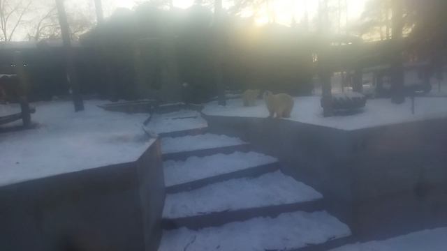 поздравляю с двухлетним днём рождения наших краасавиц белых медвежат белку и стрелку 16-12-2024