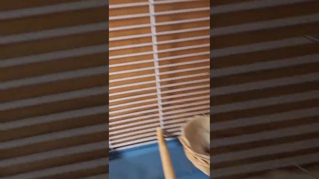 Жизнь  канареек.