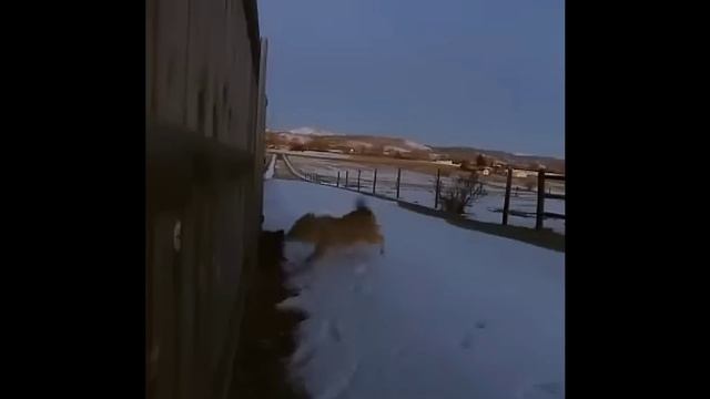 Схватка волка 🐺 и домашнего кота 🐈