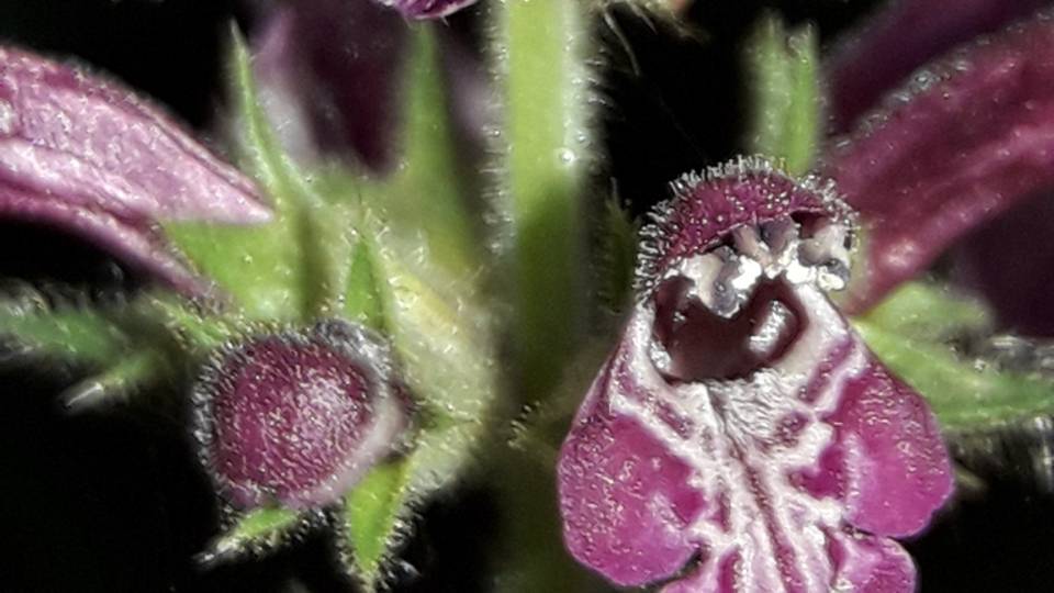 200. Чистец лесной - Stachys sylvatica