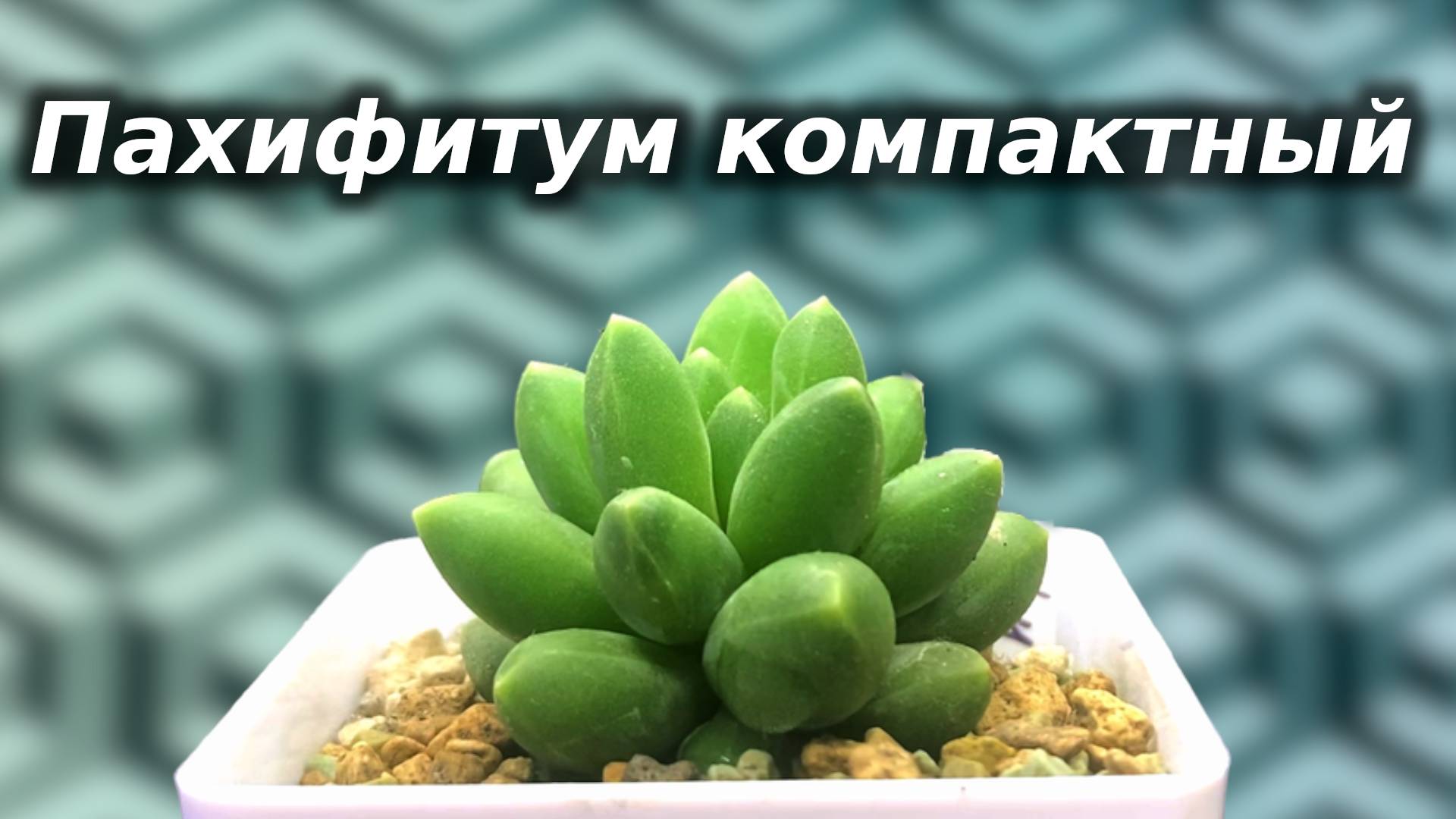 Я КУПИЛ ПАХИФИТУМ КОМПАКТУМ