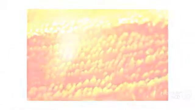Mycoacia - fungi kingdom